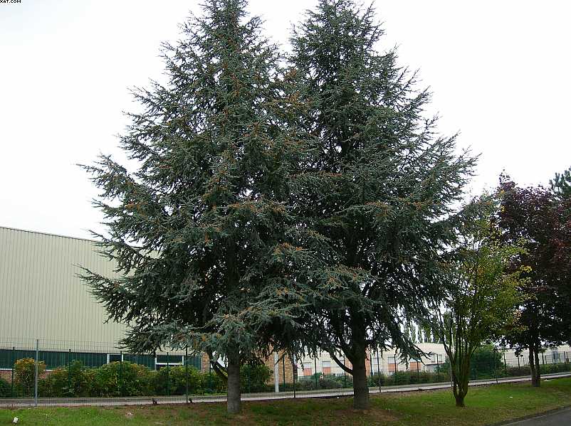 Cedrus atlantica / Cedro dell'' Atlante